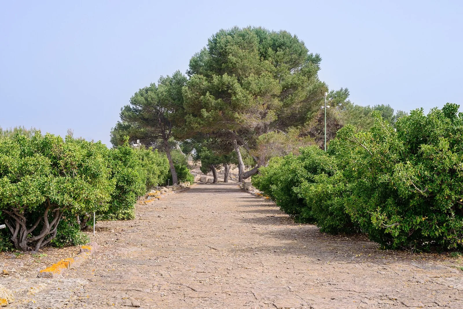 Un viale alberato all’interno dell’area archeologica di Nora